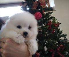 Прекрасни женски самоеди