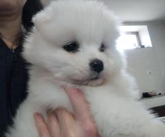 Прекрасни женски самоеди