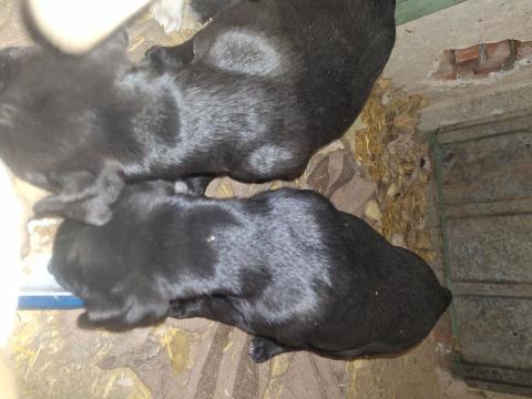 Майка Ам.стаф баща Кане корсо