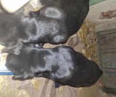 Майка Ам.стаф баща Кане корсо