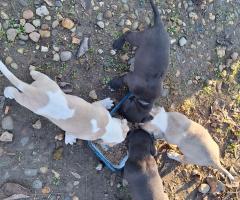 Майка Ам.стаф баща Кане корсо