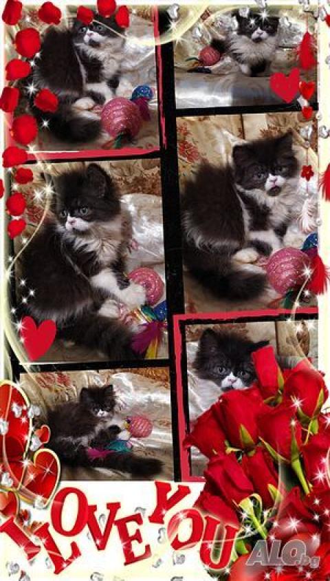 Персийски дългокосместа многоцветни принцове домашни любимци ваксинирани ЕС паспорти микрочипирани