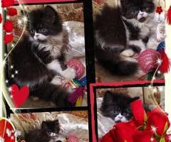 Персийски дългокосместа многоцветни принцове домашни любимци ваксинирани ЕС паспорти микрочипирани