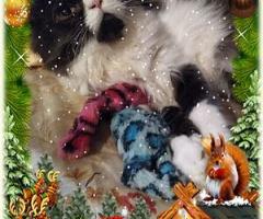 Персийски дългокосместа многоцветни принцове домашни любимци ваксинирани ЕС паспорти микрочипирани