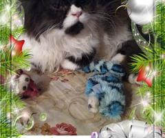 Персийски дългокосместа многоцветни принцове домашни любимци ваксинирани ЕС паспорти микрочипирани