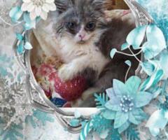 Персийски дългокосместа многоцветни принцове домашни любимци ваксинирани ЕС паспорти микрочипирани