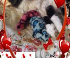 Персийски дългокосместа многоцветни принцове домашни любимци ваксинирани ЕС паспорти микрочипирани