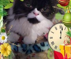 Персийски дългокосместа многоцветни принцове домашни любимци ваксинирани ЕС паспорти микрочипирани