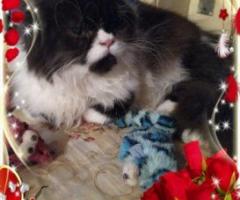 Персийски дългокосместа многоцветни принцове домашни любимци ваксинирани ЕС паспорти микрочипирани