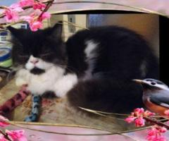 Персийски дългокосместа многоцветни принцове домашни любимци ваксинирани ЕС паспорти микрочипирани