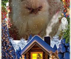 Персийски дългокосместа многоцветни принцове домашни любимци ваксинирани ЕС паспорти микрочипирани