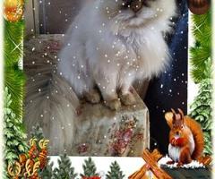 Персийски дългокосместа многоцветни принцове домашни любимци ваксинирани ЕС паспорти микрочипирани