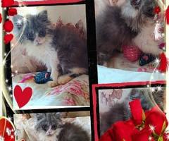 Персийски дългокосместа многоцветни принцове домашни любимци ваксинирани ЕС паспорти микрочипирани