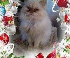 Персийски дългокосместа многоцветни принцове домашни любимци ваксинирани ЕС паспорти микрочипирани