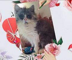 Персийски дългокосместа многоцветни принцове домашни любимци ваксинирани ЕС паспорти микрочипирани