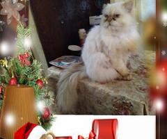 Персийски дългокосместа многоцветни принцове домашни любимци ваксинирани ЕС паспорти микрочипирани