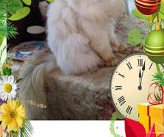 Персийски дългокосместа многоцветни принцове домашни любимци ваксинирани ЕС паспорти микрочипирани