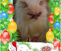 Персийски дългокосместа многоцветни принцове домашни любимци ваксинирани ЕС паспорти микрочипирани