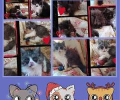 Персийски дългокосместа многоцветни принцове домашни любимци ваксинирани ЕС паспорти микрочипирани