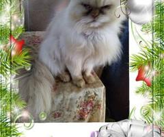 Персийски дългокосместа многоцветни принцове домашни любимци ваксинирани ЕС паспорти микрочипирани