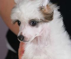 Китайско чубато куче – кученца за продажба