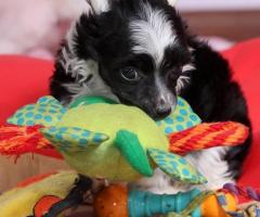 Китайско чубато куче – кученца за продажба