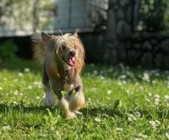 Китайско чубато куче – кученца за продажба