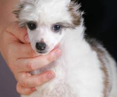 Китайско чубато куче – кученца за продажба