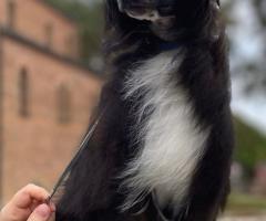 Китайско чубато куче – кученца за продажба