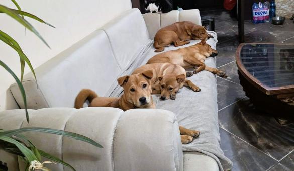 Продавам кученца Shiba Inu