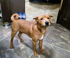 Продавам кученца Shiba Inu