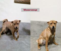 Продавам кученца Shiba Inu