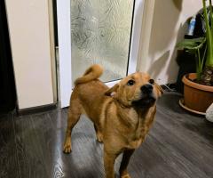 Продавам кученца Shiba Inu