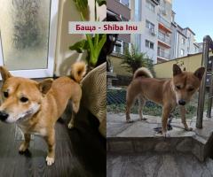 Продавам кученца Shiba Inu