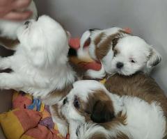 Ши тцу момченце