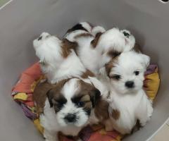 Ши тцу момченце