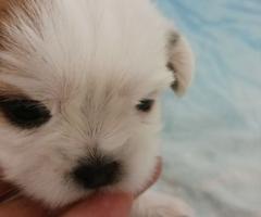 Ши тцу момченце