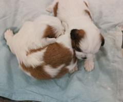 Ши тцу момченце