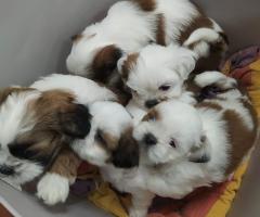 Ши тцу момченце