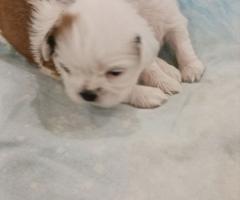 Ши тцу момченце