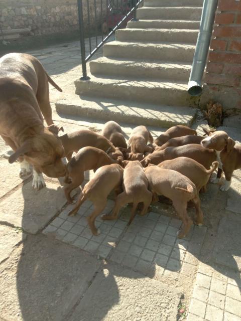 Питбулчета