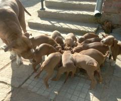 Питбулчета