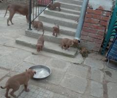 Питбулчета