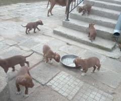 Питбулчета