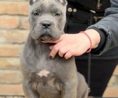 Кане Корсо Италиано кученца