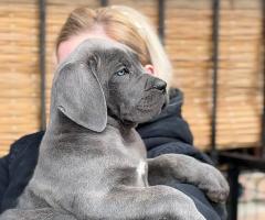 Кане Корсо Италиано кученца