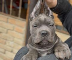 Кане Корсо Италиано кученца