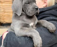 Кане Корсо Италиано кученца