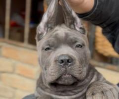 Кане Корсо Италиано кученца