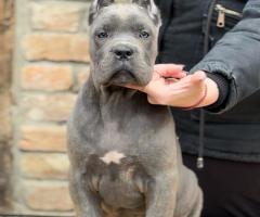 Кане Корсо Италиано кученца